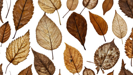 Obraz premium Autumnal Leaves: A collection of intricate, delicate leaves in warm earth tones, artfully arranged to showcase the textures and veins