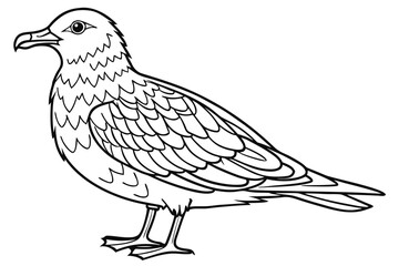 coloring page line art the skua black vector
