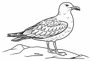 coloring page line art the skua black vector