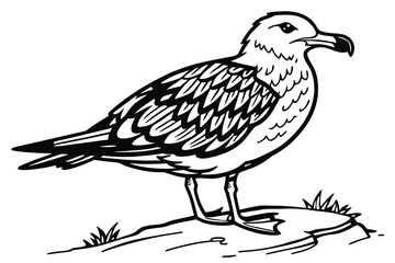 coloring page line art the skua black vector