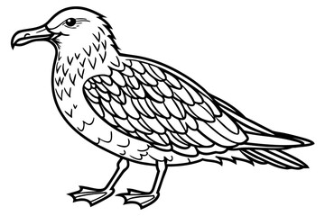 coloring page line art the skua black vector