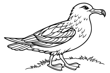 coloring page line art the skua black vector