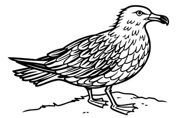 coloring page line art the skua black vector