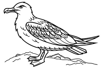 coloring page line art the skua black vector
