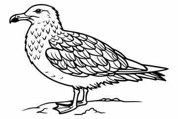 coloring page line art the skua black vector