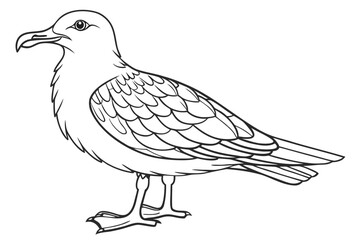 coloring page line art the skua black vector