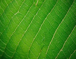 Ingelijste posters Ziekenhuis Macro photo of a green leaf with a clear and deep texture  © Arsen H