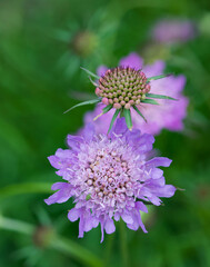 Fototapeta premium Beautiful close-up of scabiosa lucida