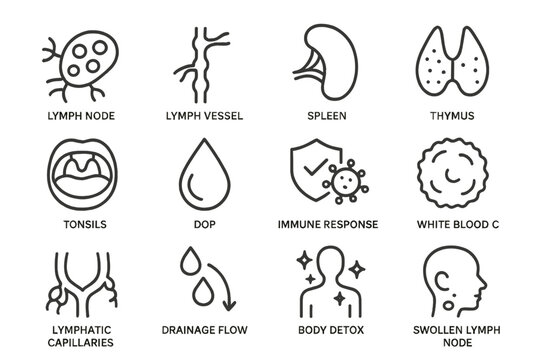 Human immune system icons: lymph, spleen, thymus, tonsils, white blood cells