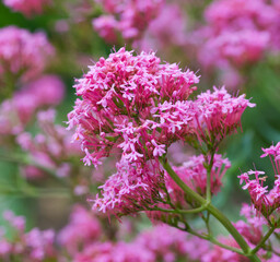Beautiful close-up of centranthus ruber
