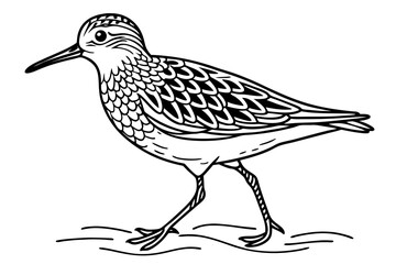 coloring page line art the sandpiper black vector