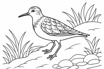 coloring page line art the sandpiper black vector
