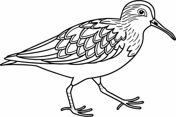 coloring page line art the sandpiper black vector