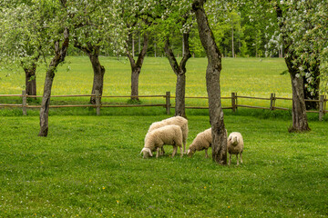 Sheep grazing in orchard meadow with wooden fence
