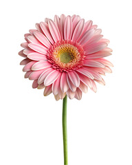 gerbera flower isolated on white background, png, ai generated.