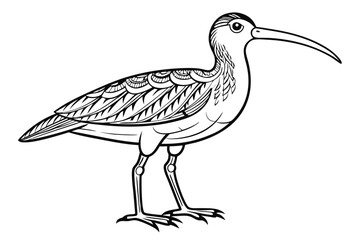 coloring page line art the curlew black vector