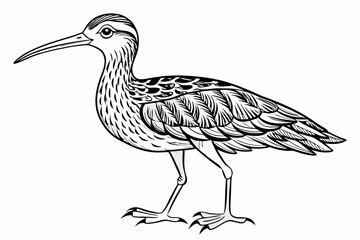 coloring page line art the curlew black vector