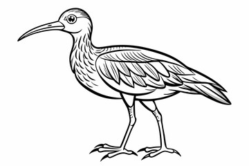 coloring page line art the curlew black vector