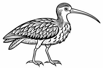 coloring page line art the curlew black vector