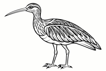 coloring page line art the curlew black vector
