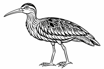 coloring page line art the curlew black vector
