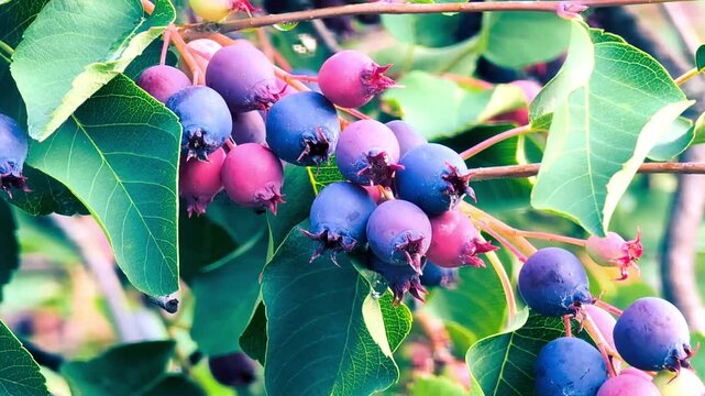 Bright clusters of amelanchier berries showcase their colorful hues in a dense forest, surrounded by rich green leaves, while sunlight filters through the tree canopy above.

