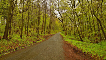 Road Through Rainy Spring Forest with Fresh Green Foliage