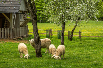 Sheep grazing near wooden barn in green orchard

