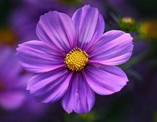 Obraz premium a vibrant purple flower with a yellow center in full bloom