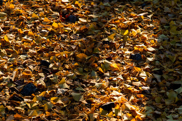 shadow and ground covered with ginkgo leaves