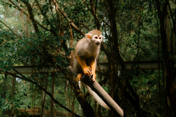 Squirrel monkey sitting upright on a wooden branch in a forest enclosure