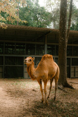 Standing camel with light brown fur in a shaded zoo enclosure, surrounded by trees and fencing