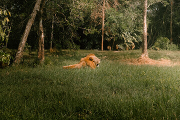 A majestic lion lying in tall grass, yawning peacefully in a lush forest clearing. Captured in...