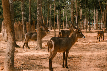 Group of waterbucks standing among trees in a dry forest habitat, with their long, spiraled horns...