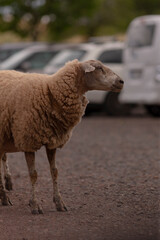 Obraz premium A fluffy sheep is standing in a large parking lot, surrounded by various cars that are parked in the background, creating quite the scene
