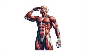 human full body muscular system vector design art, isolated on a white background