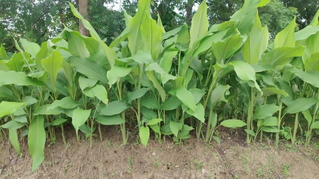 Lush green turmeric plants swaying in natural farm environment, showcasing organic herbal growth in rural agricultural field