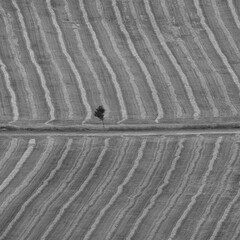 Monochrome Black and White Detail Composition of Field Lines and a Solitary Tree
