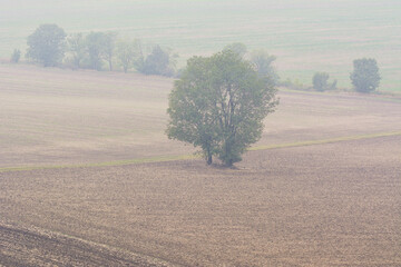 Solitary Tree Standing in Misty Field in Calm Atmospheric Morning