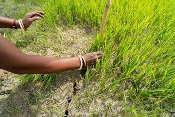 Tribal women prepare rice saplings in a paddy field during the planting season