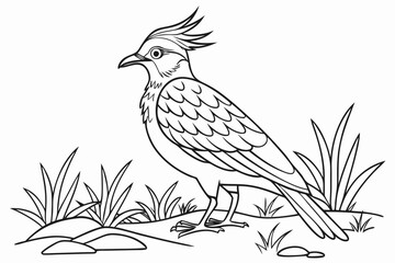 coloring page line art the lapwing black vector