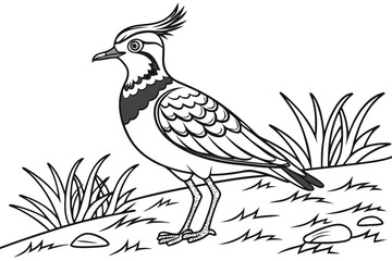 coloring page line art the lapwing black vector