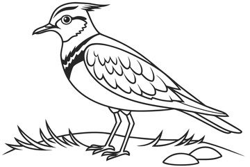 Fototapeta premium coloring page line art the lapwing black vector