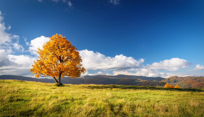 vibrant golden tree against a clear blue sky with fluffy clouds in lush meadow landscape during autumn season for nature and outdoor themes