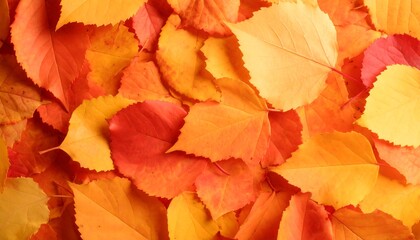 Fototapeta premium Autumn leaves, a vibrant tapestry of orange and red
