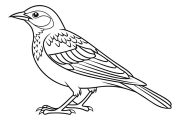 coloring page line art the lark bird black vector