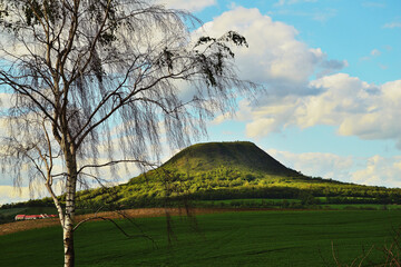 Czech Hill with Wind Swept Birch Tree and Play of Sunlight and Shadows of Clouds