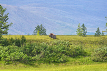 Ingilor Nature Park, musk ox on a walk.