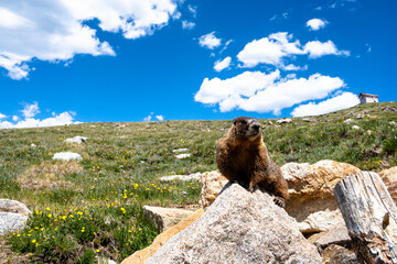 marmot in the mountains