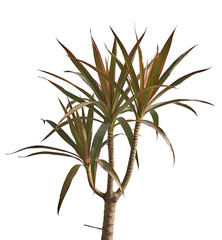 A Dracaena marginata with slender green leaves edged in red rises from a single stem.